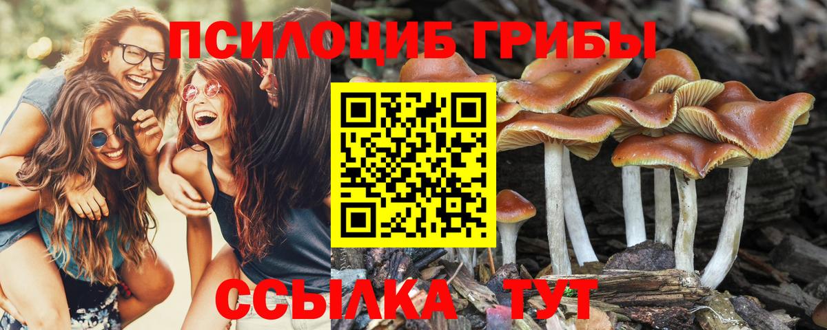 Камышлов  Галлюциногенные грибы MAGIC MUSHROOMS  Вход с VPN  Псилоцибиновые грибы MAGIC MUSHROOMS 